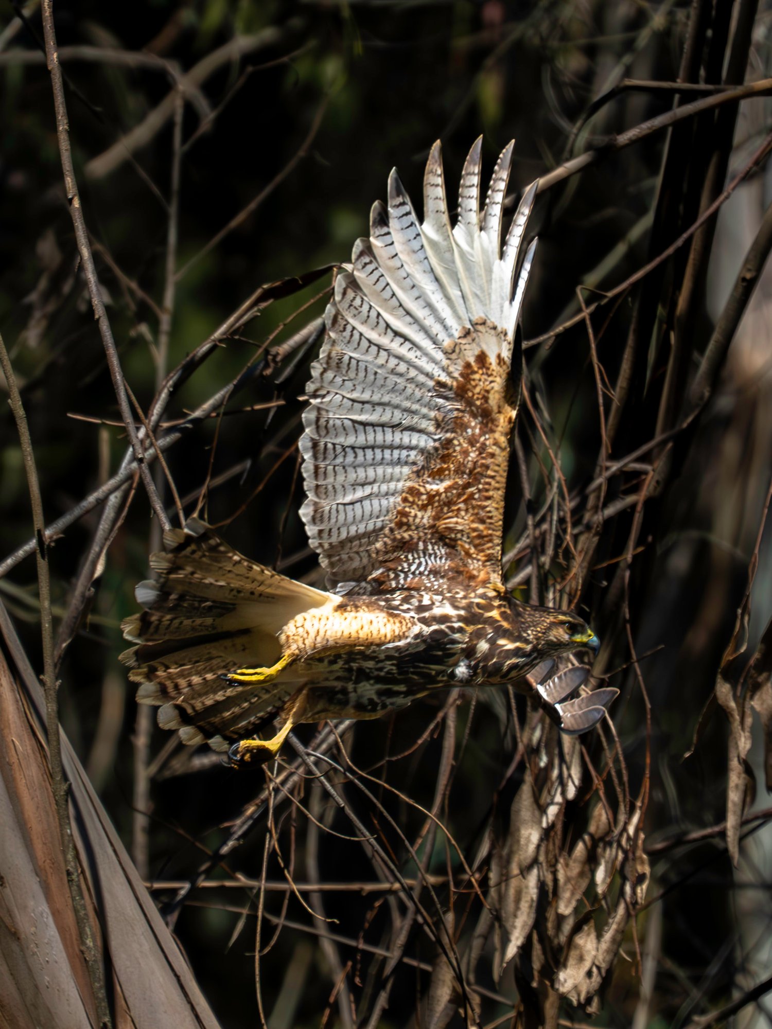 Aguilucho en vuelo con las alas extendidas entre ramas